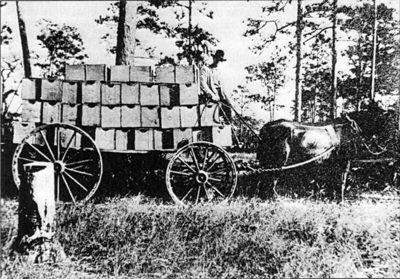 Palm Harbor citrus farmer in 1915