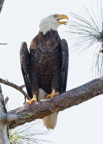 Resident photograph of a large white-headed raptor-like bird perched on a branch