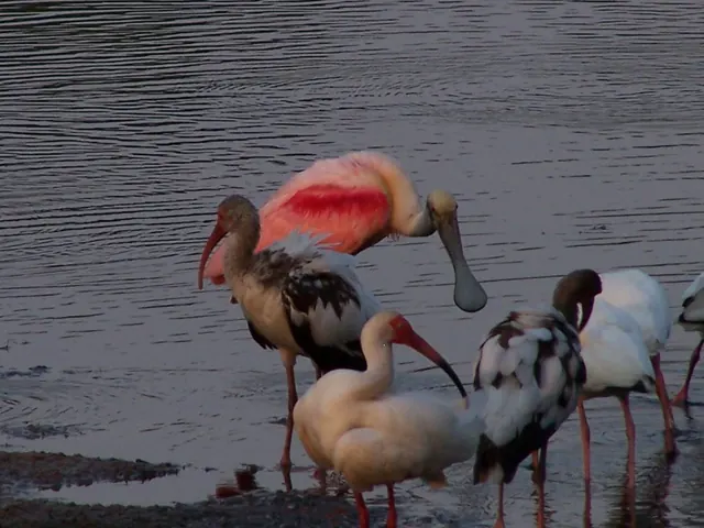 Resident photograph of pink and white wading birds gathered in shallow water