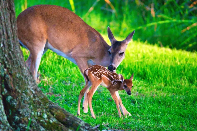 Resident photograph of an adult deer-like mammal with a spotted young animal