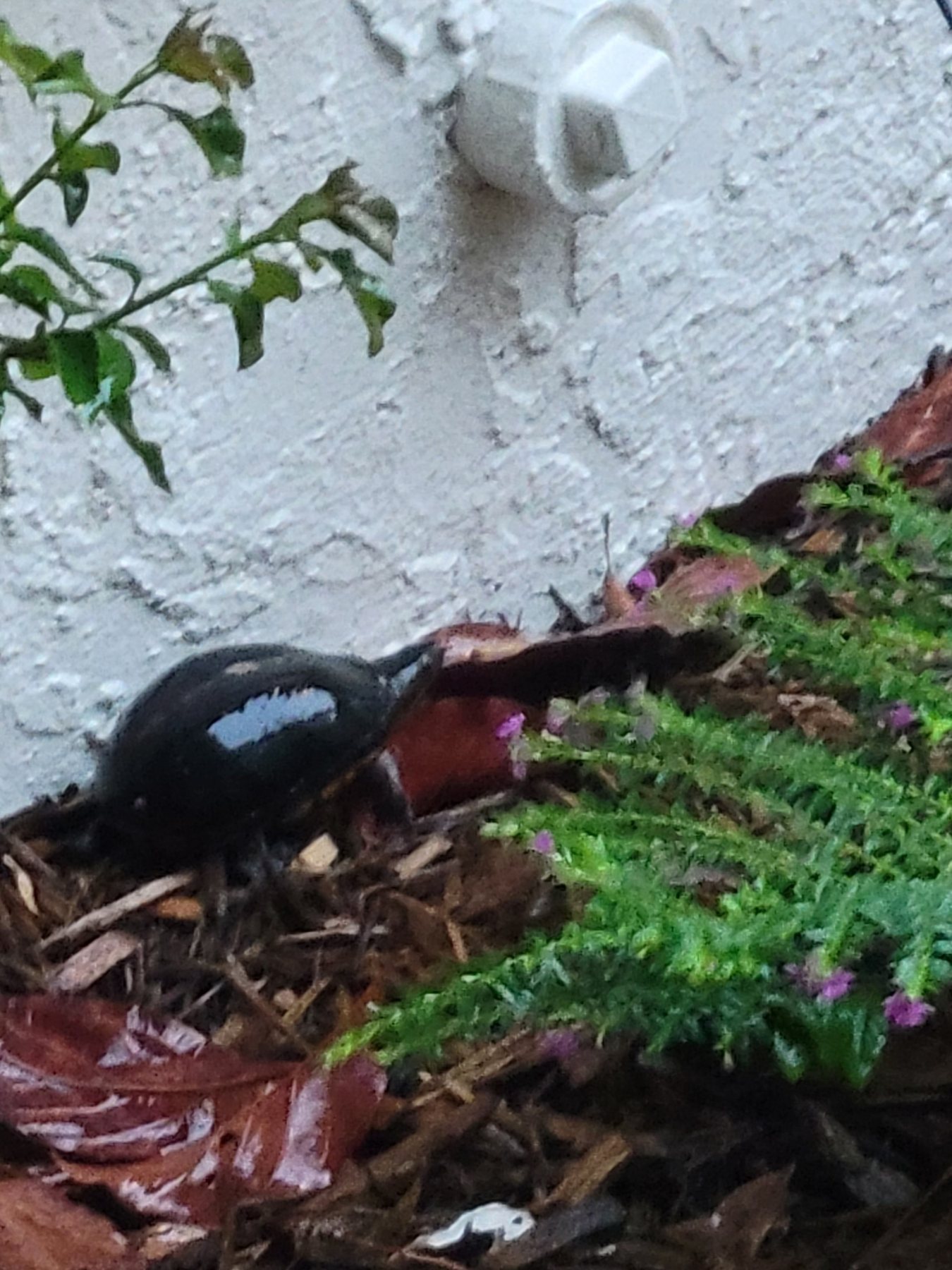 Resident wildlife photo from the Tarpon Woods area